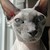startravellerBA3 :iconstartravellerba3: