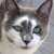 :iconstarwarrior1123: