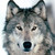 :iconstarwolfwarrior: