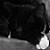 :iconstatickat: