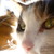 :iconstaticroadkill:
