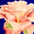:iconstatik-pullse: