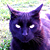 :iconstay-frosty: