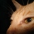 :iconstayoutoftrouble: