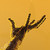 :iconstealthesenses: