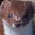 :iconstealthweasel: