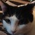 :iconsteam-kitty: