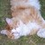 :iconsteamed-veggies: