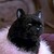 :iconsteamenginecombust: