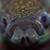 :iconsteamingquahog: