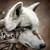:iconsteamwolf97: