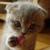 :iconsteel-cat: