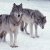 :iconsteelfeathers: