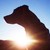 :iconsteelpaws: