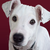 :iconsteelpaws: