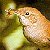 :iconSteelWren: