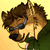 :iconstefanie-star:
