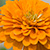 :iconstefanieflowers: