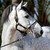 :iconsteffix3: