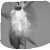 :iconstefiisawesome: