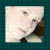 :iconStekel: