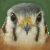 :iconstevan29: