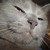 :iconstevenstella:
