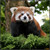 :iconstevethepanda: