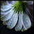 :iconstewhite: