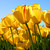 sthong5 :iconsthong5: