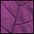 :iconstickiespurpleleaves: