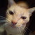 :iconstickinsect7: