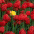 :iconstiff-cyclone: