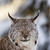 :iconstigdesign: