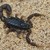 :iconstigmurus: