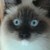 :iconstilbock: