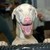 :iconstillwingless: