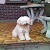 :iconstingray93: