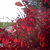 :iconstink0bug: