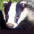 :iconStinking-Badger: