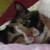 :iconstipke: