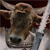 :iconstirk-bostaurus: