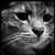:iconstitch52481: