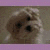 :iconstitchedangel: