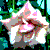 :iconstolenglances: