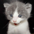 :iconstonechrysanthemum:
