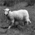 :iconstonedlamb: