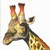 :iconstonyshepherd: