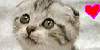 :iconstopanimalcrueltynow: