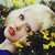 :iconstorm-tuiva: